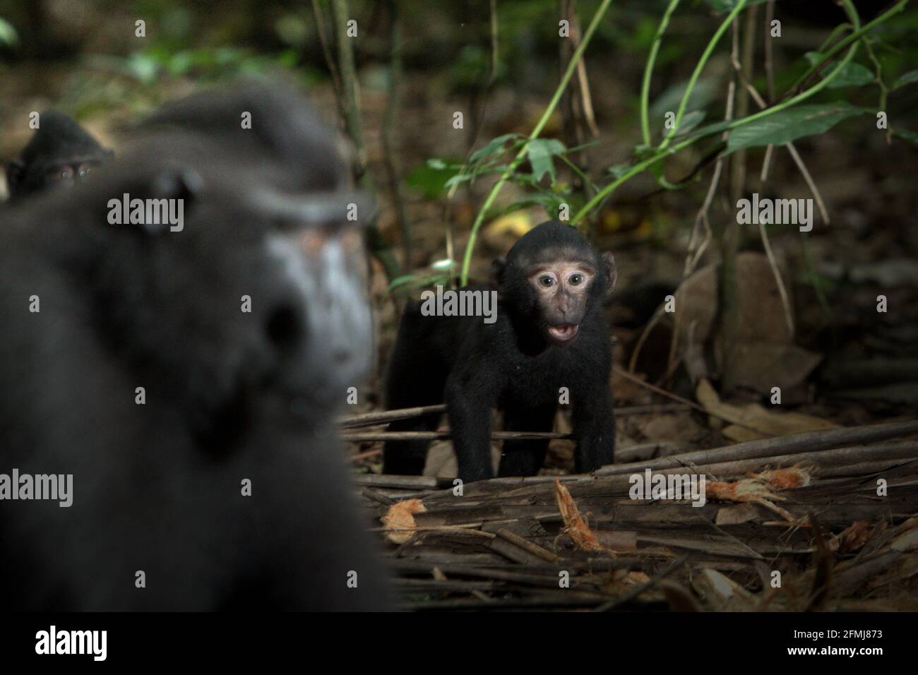 Jeunes macaques à crête à l'avant-plan d'un homme adulte dans la réserve naturelle de Tangkoko, au nord de Sulawesi, en Indonésie. D'après les données recueillies à partir d'une série de tests de trois macaques à crête adultes en captivité, les primatologues ont révélé que les macaques noirs à crête de Sulawesi sont sensibles au statut social d'autres personnes. Un macaque dégoûté « a tendance à prendre plus de temps pour répondre lorsqu'il regarde des visages d'individus de haut rang peu familiers », a déclaré le rapport, « ce qui pourrait suggérer qu'ils peuvent percevoir certaines informations concernant le statut social d'individus inconnus en utilisant uniquement des repères faciaux ». Banque D'Images