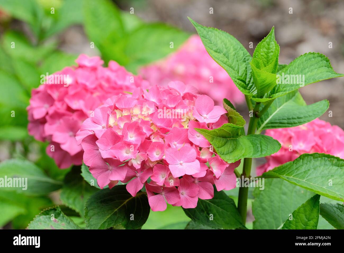 Hortensia macrophylla 'Westfalen'. Hortensia naine ou tête de mobylette à fleurs rouges intenses sur sols neutres (pourpre ou bleu profond sur acide) Banque D'Images