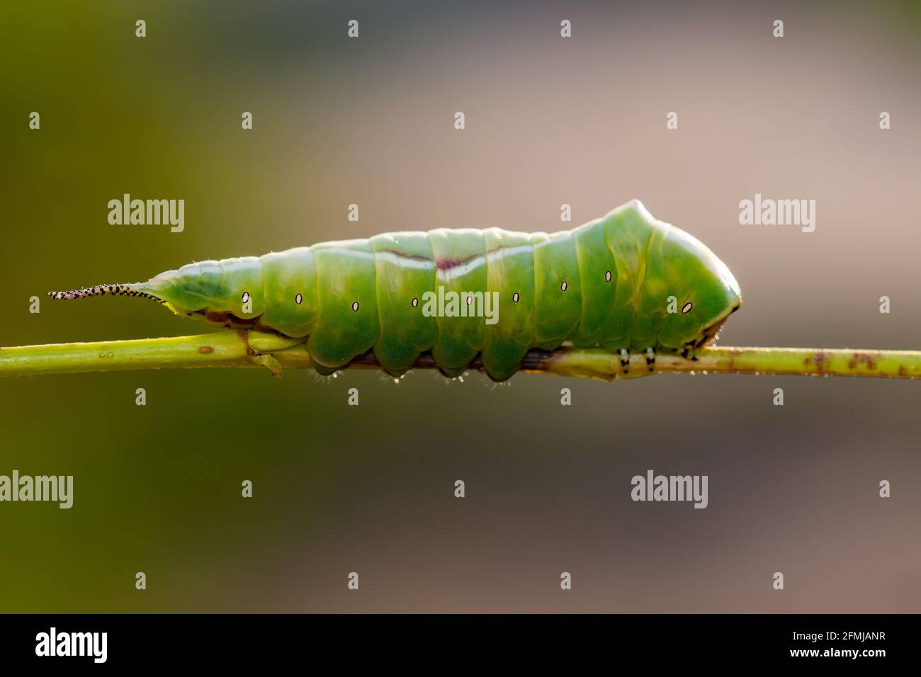 Cerura Vinula ou Puss Moth Caterpillar sur fond vert Macro Banque D'Images