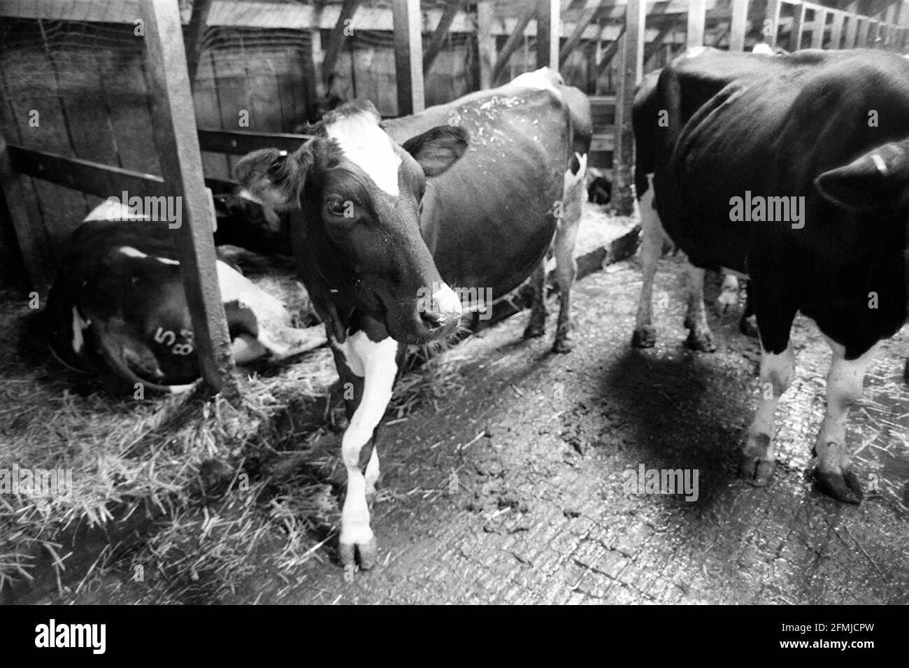 Certains des bovins sur Kennels Farm Bletchingley Surrey qui Devront être abattus dans le cadre du programme d'éradication de l'ESB Banque D'Images