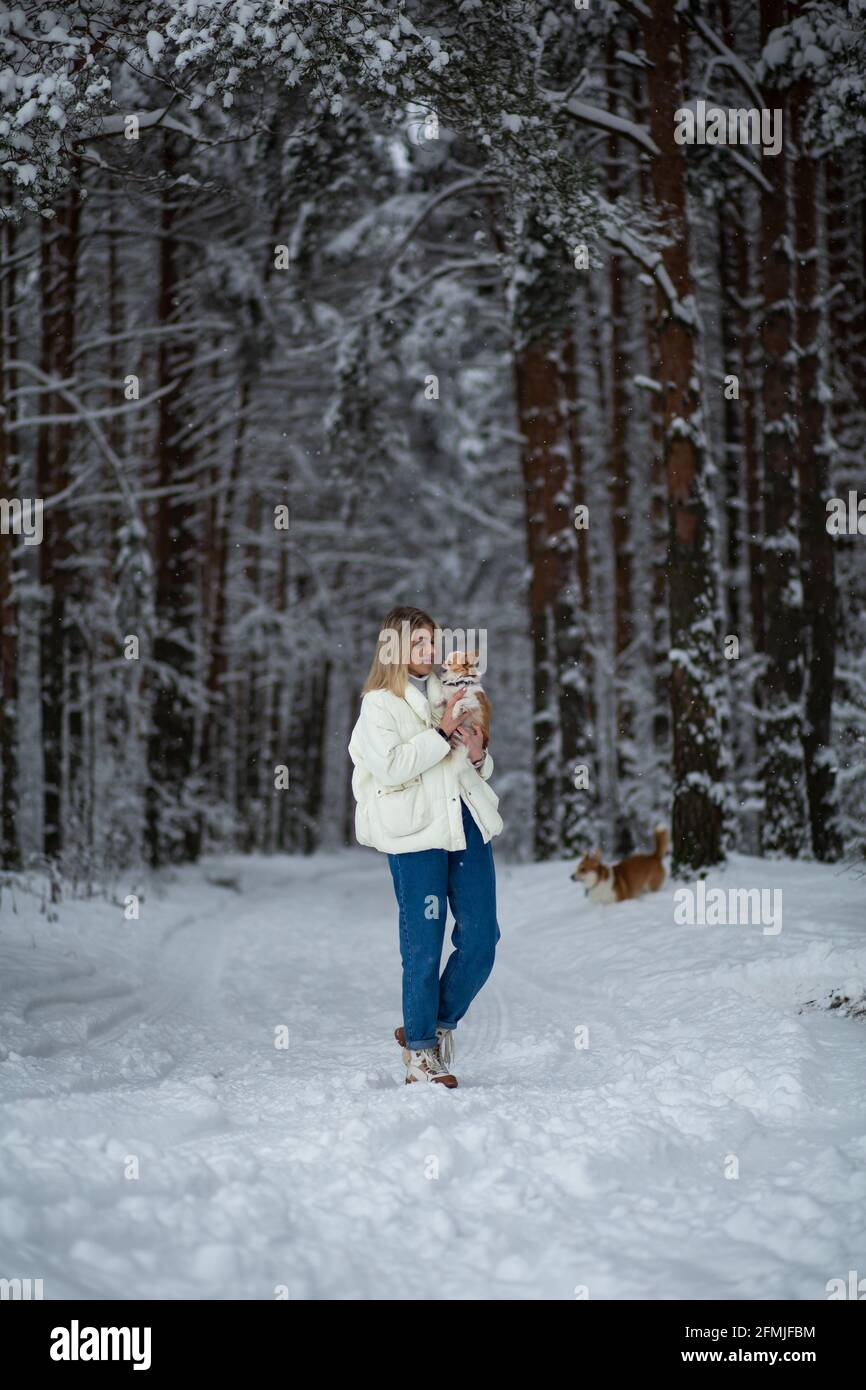 Jeune femme blonde au gingembre blanc chihuahua et au corgi gallois pembroke dans une forêt enneigée en hiver. Banque D'Images