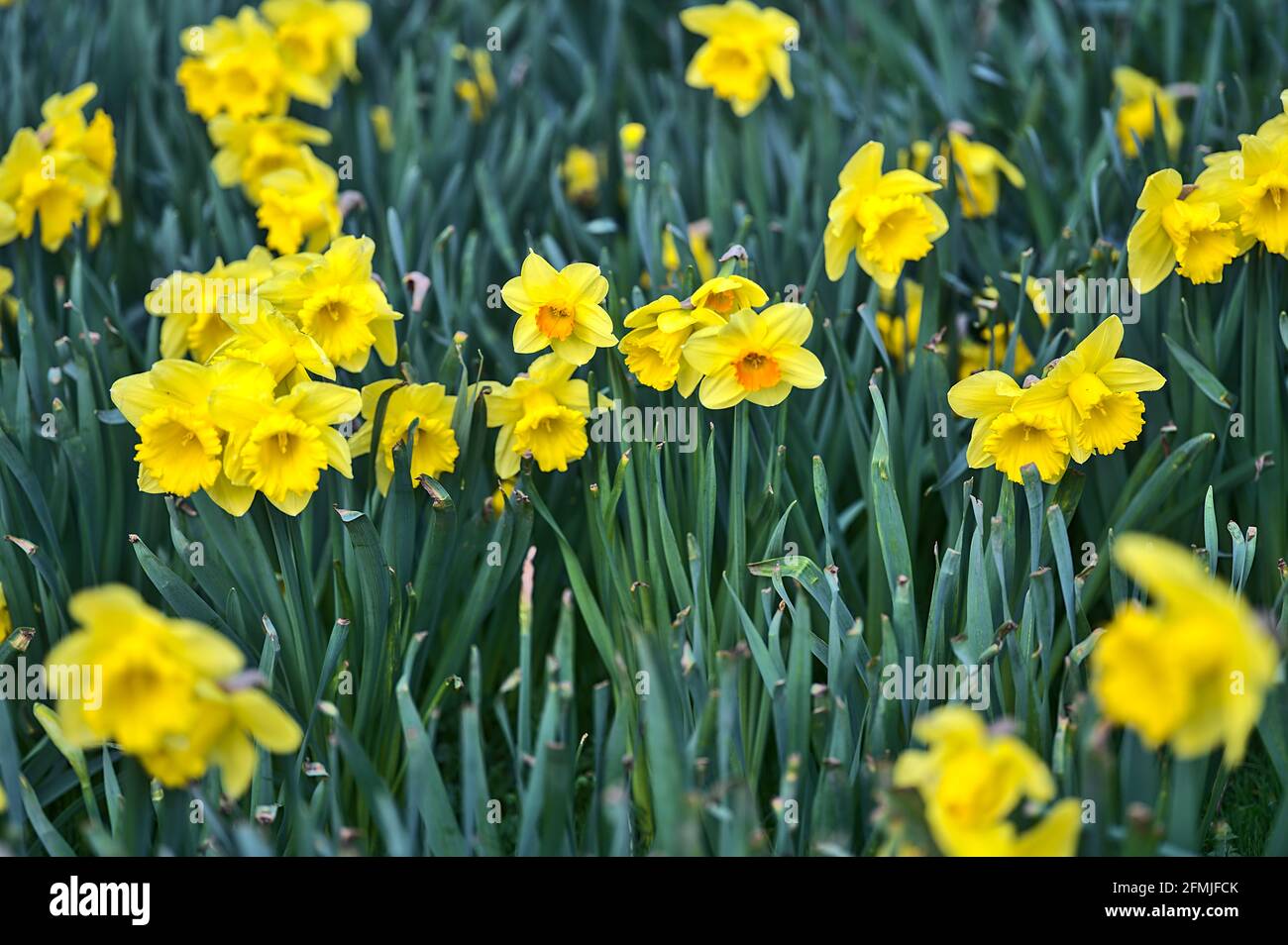 Belle vue de près du sol basse des jonquilles jaunes (Narcissus) avec corona orange à Marlay Park, Dublin, Irlande. Doux et sélectif Banque D'Images
