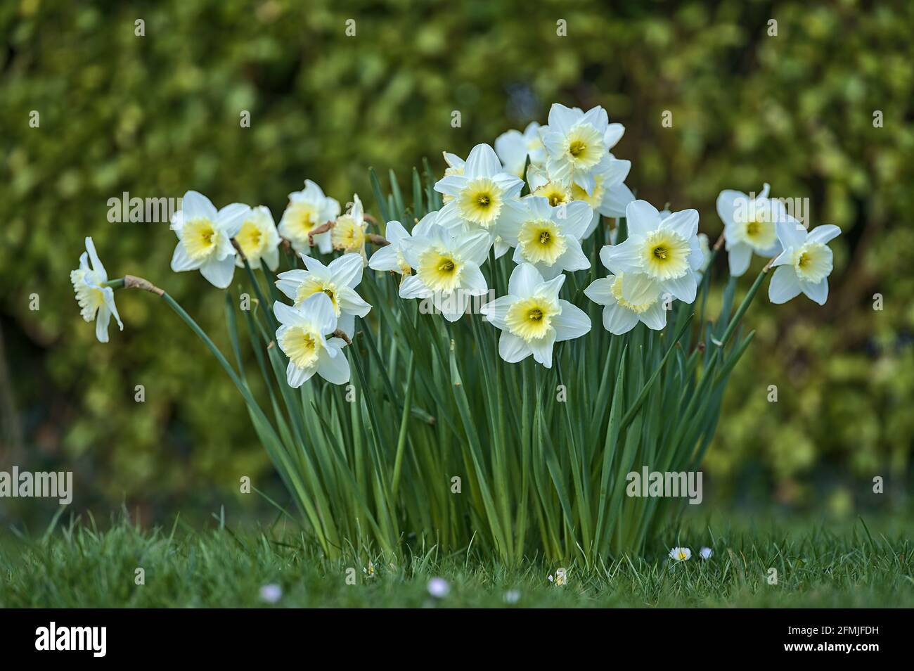 Belle vue de près du sol basse des jonquilles blanches de printemps (Narcissus) avec corona jaune à Marlay Park, Dublin, Irlande. Mise au point douce et sélective. Banque D'Images
