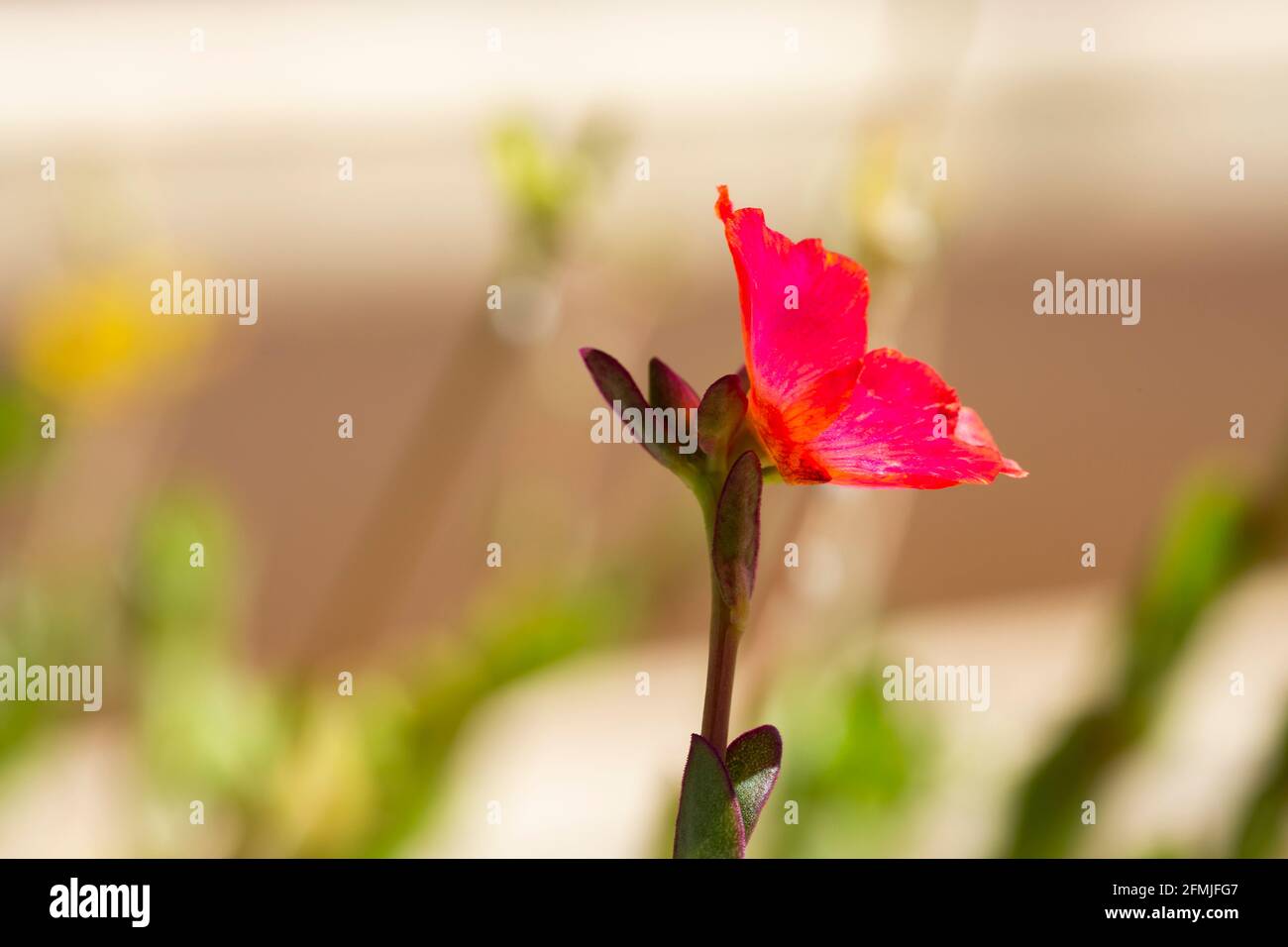 Potentilla Red Lady - Shrubby Cinquefoil Banque D'Images