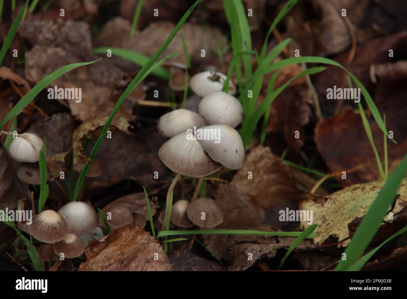 Lycoperdon perlatum, communément appelé le palet commun, le palet gauchis, le palet à pierres précieuses, les farts du loup ou la boîte à tabac du diable, est une espèce Banque D'Images