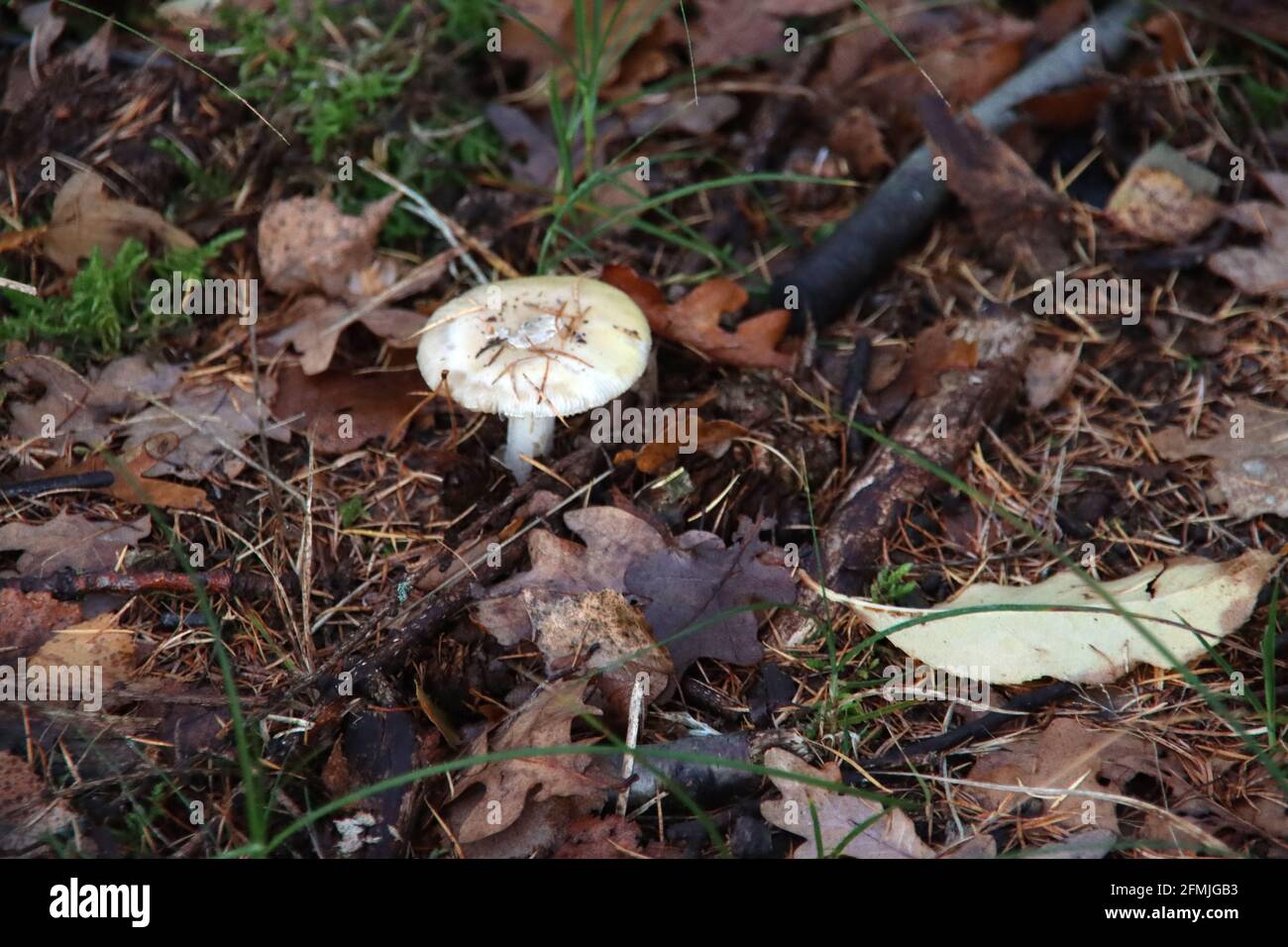 Lycoperdon perlatum, communément appelé le palet commun, le palet gauchis, le palet à pierres précieuses, les farts du loup ou la boîte à tabac du diable, est une espèce Banque D'Images