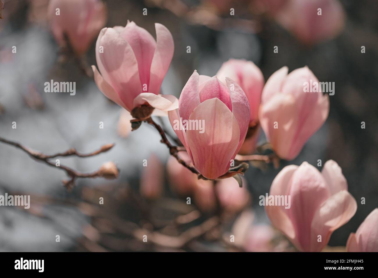 magnifique fleur de magnolia pourpre, magnolia Banque D'Images