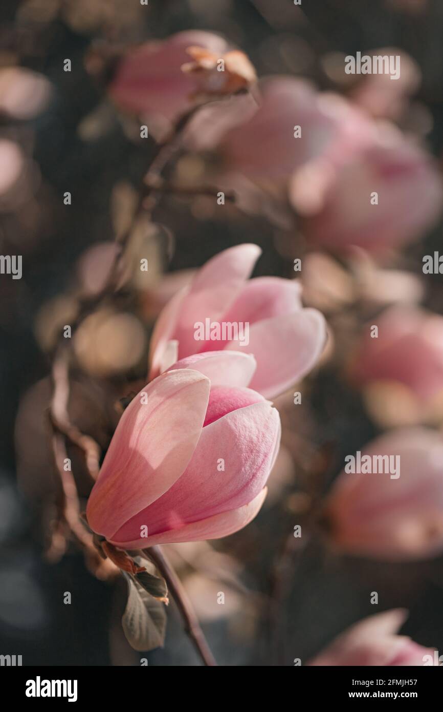 magnifique fleur de magnolia pourpre, magnolia Banque D'Images