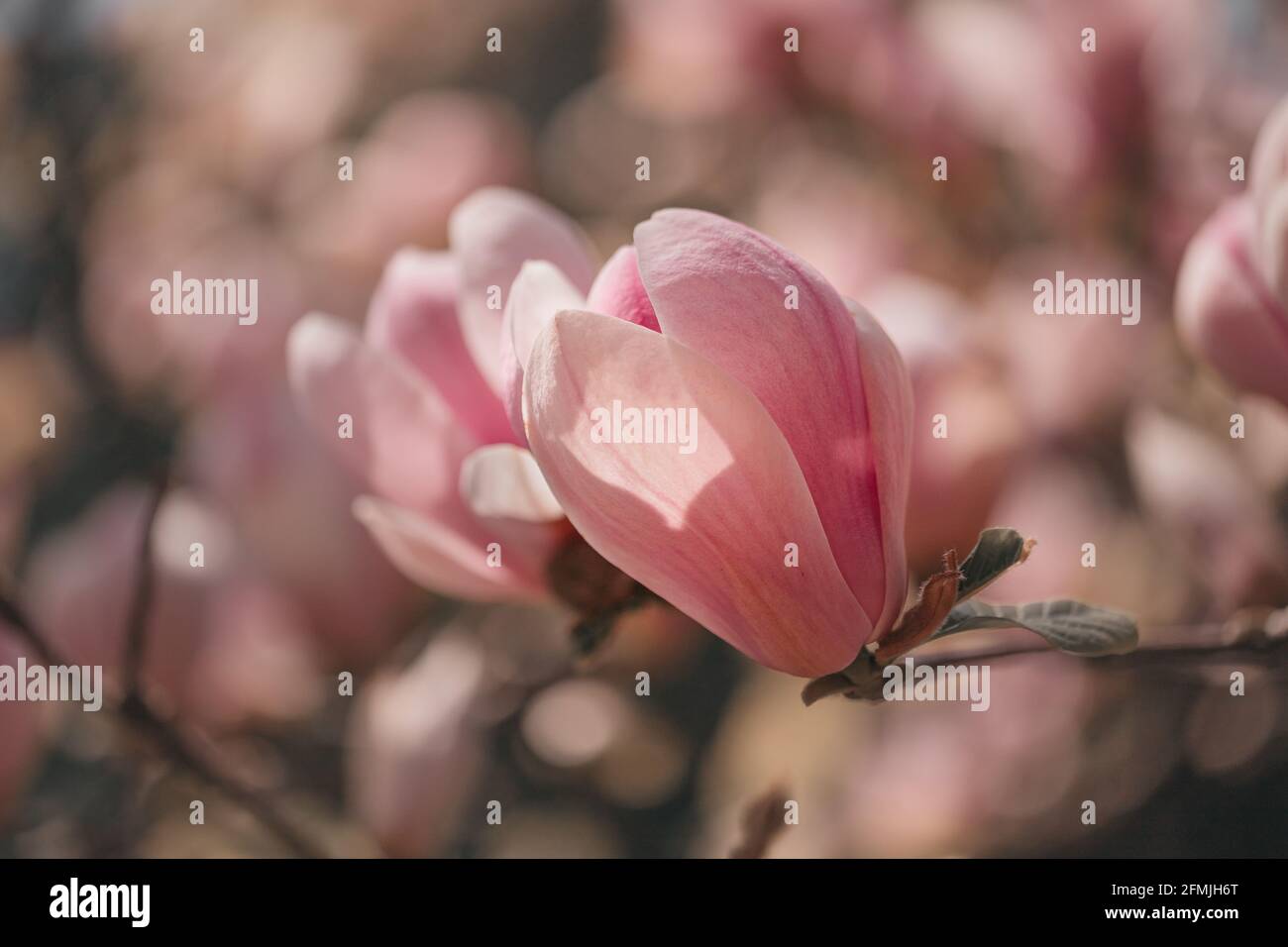 magnifique fleur de magnolia pourpre, magnolia Banque D'Images