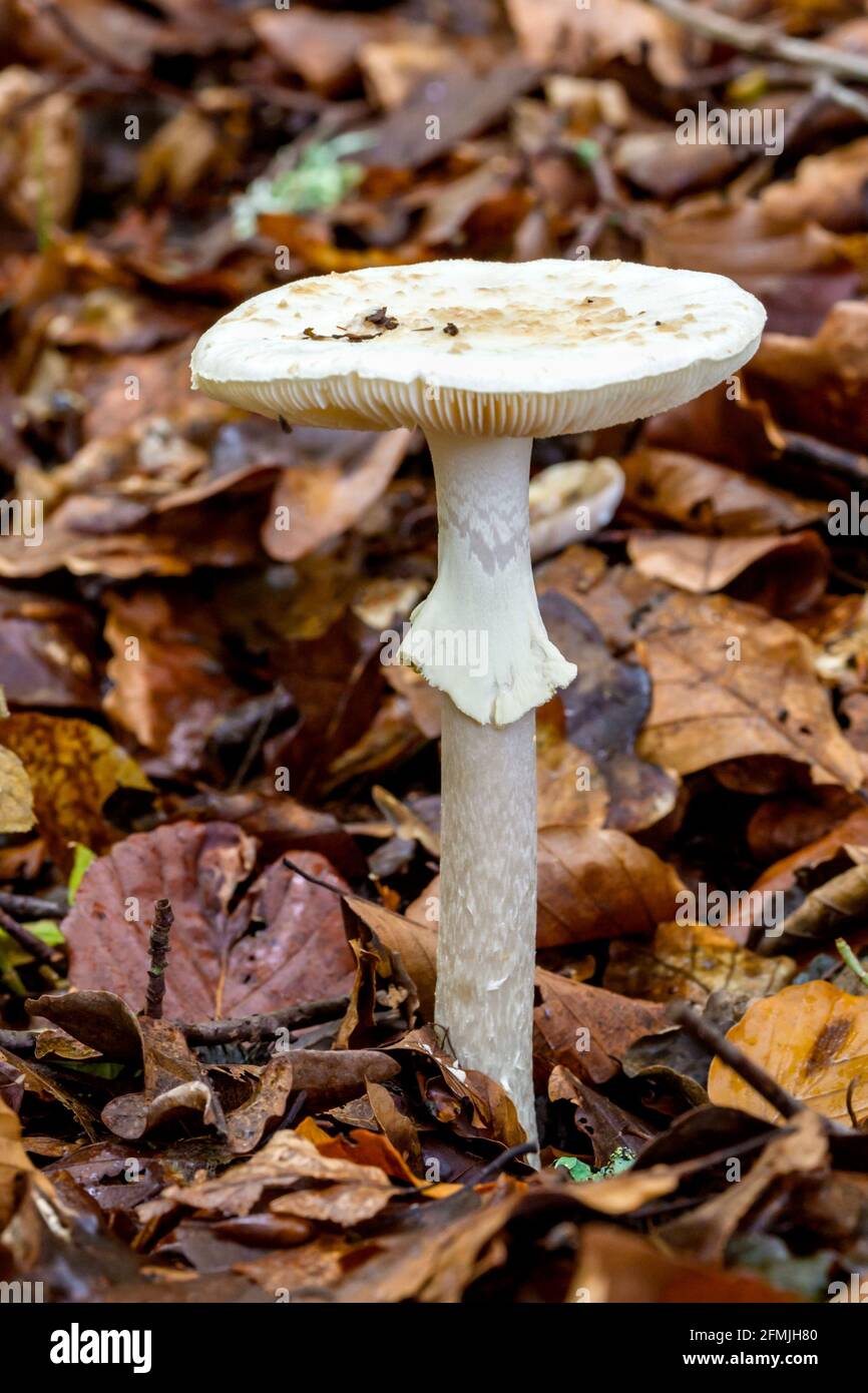 Fausse calotte de mort ou Citron Amanita Amanita citrina champignon en croissance Sous Beech dans les Highlands d'Écosse Banque D'Images