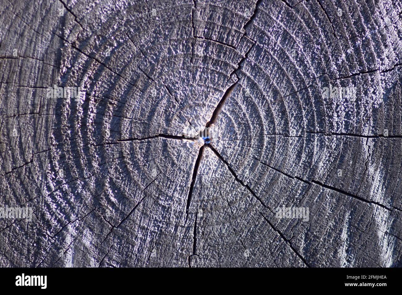 Anneaux et fissures d'arbre n° 1 Banque D'Images