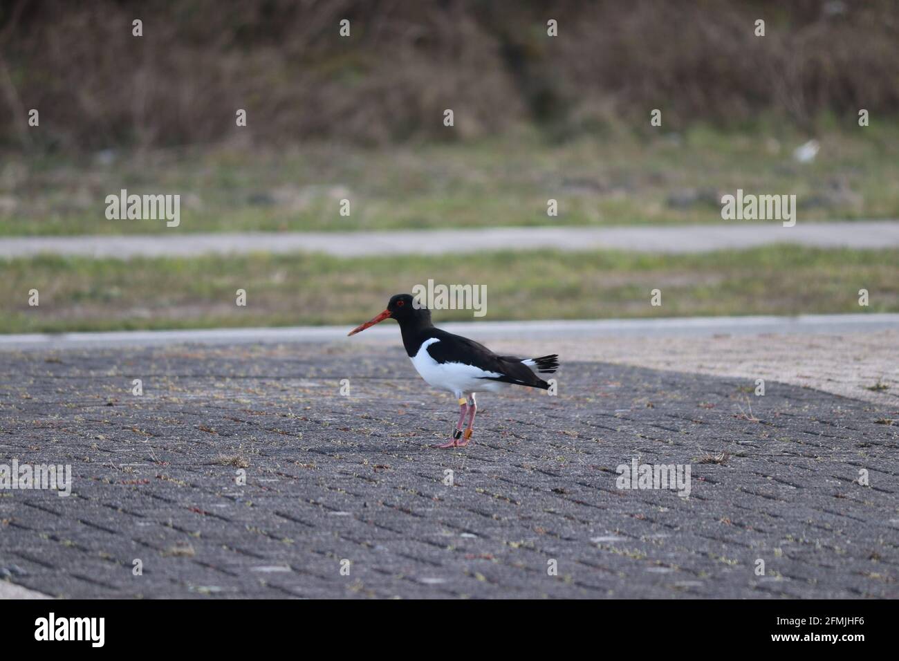 Oystercatcher à la recherche de nourriture dans le port d'Europoort en tant que partie Du port de Rotterdam Banque D'Images