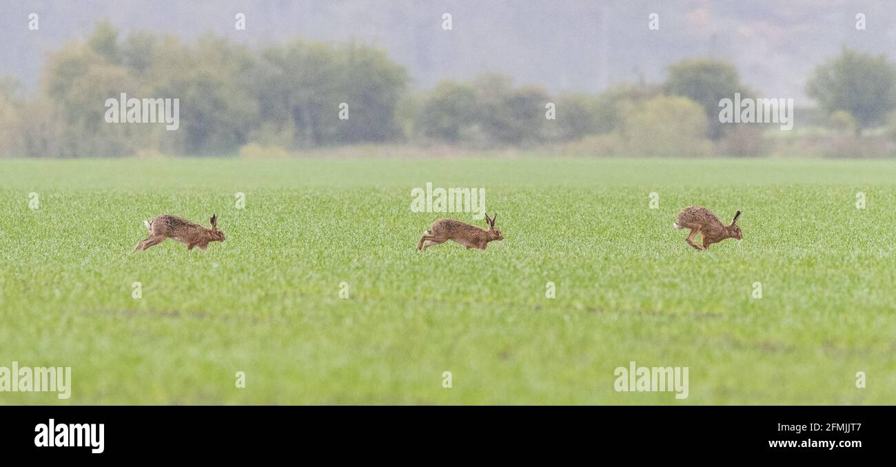 Des lièvres qui traversent un champ de culture arable - Écosse, Royaume-Uni Banque D'Images