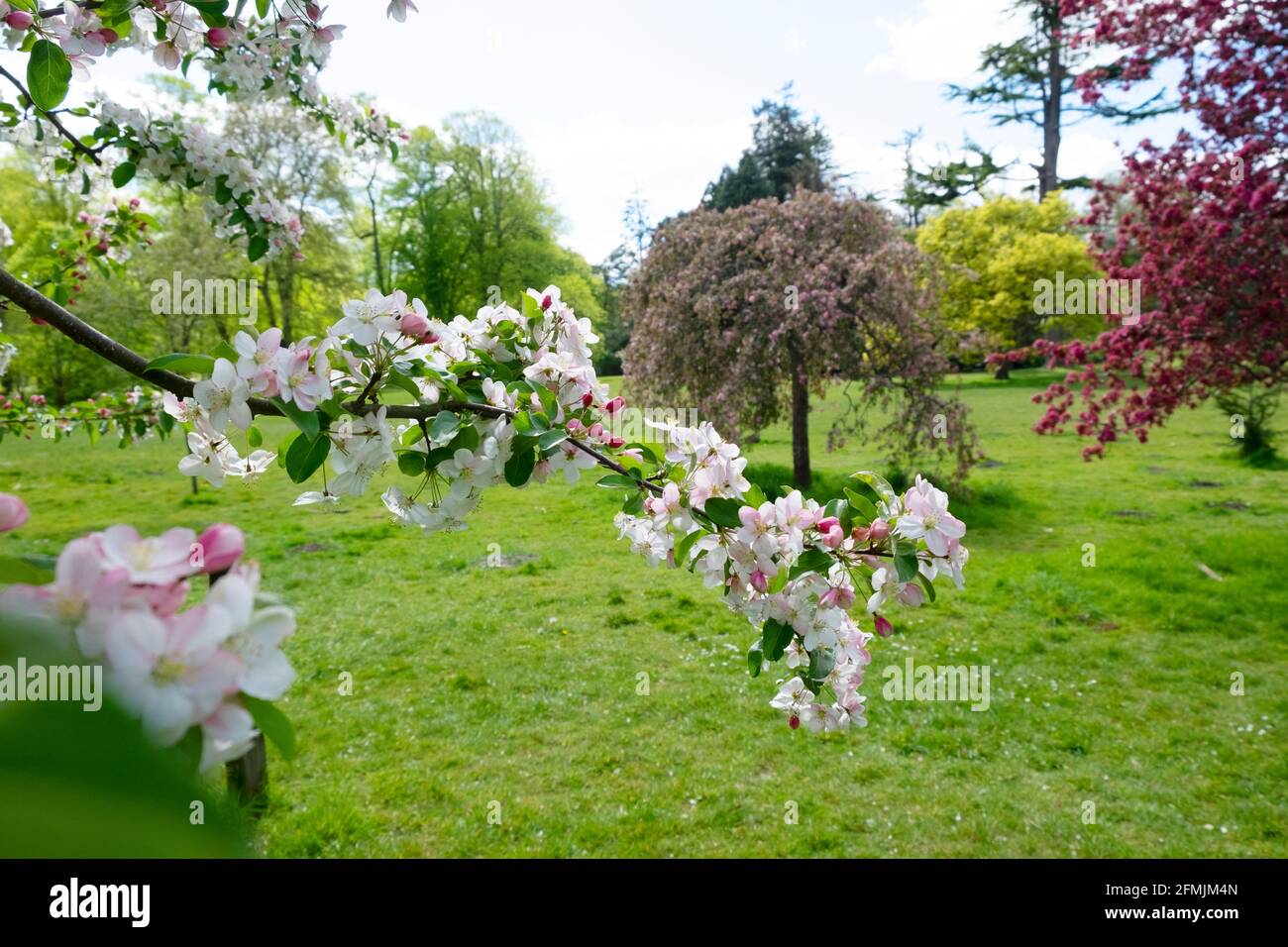 Beaux arbres et pommier ou cerisier dans les fleurs en fleurs dans le paysage de Bute Park au printemps mai 2021 Cardiff pays de Galles Grande-Bretagne Royaume-Uni KATHY DEWITT Banque D'Images