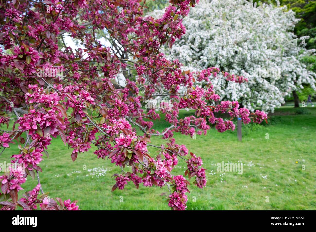 De beaux arbres en fleurs dans le paysage de Bute Park au printemps Mai 2021 Cardiff pays de Galles Grande-Bretagne Royaume-Uni KATHY DEWITT Banque D'Images