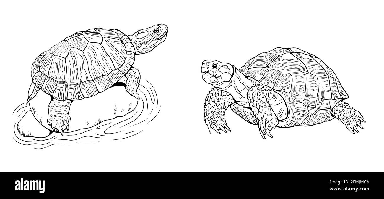 Tortue terrestre et tortue d'eau. Reptiles dans la nature. Dessin numérique. Banque D'Images