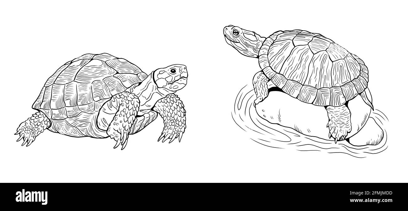 Tortue terrestre et tortue d'eau. Reptiles dans la nature. Dessin numérique. Banque D'Images