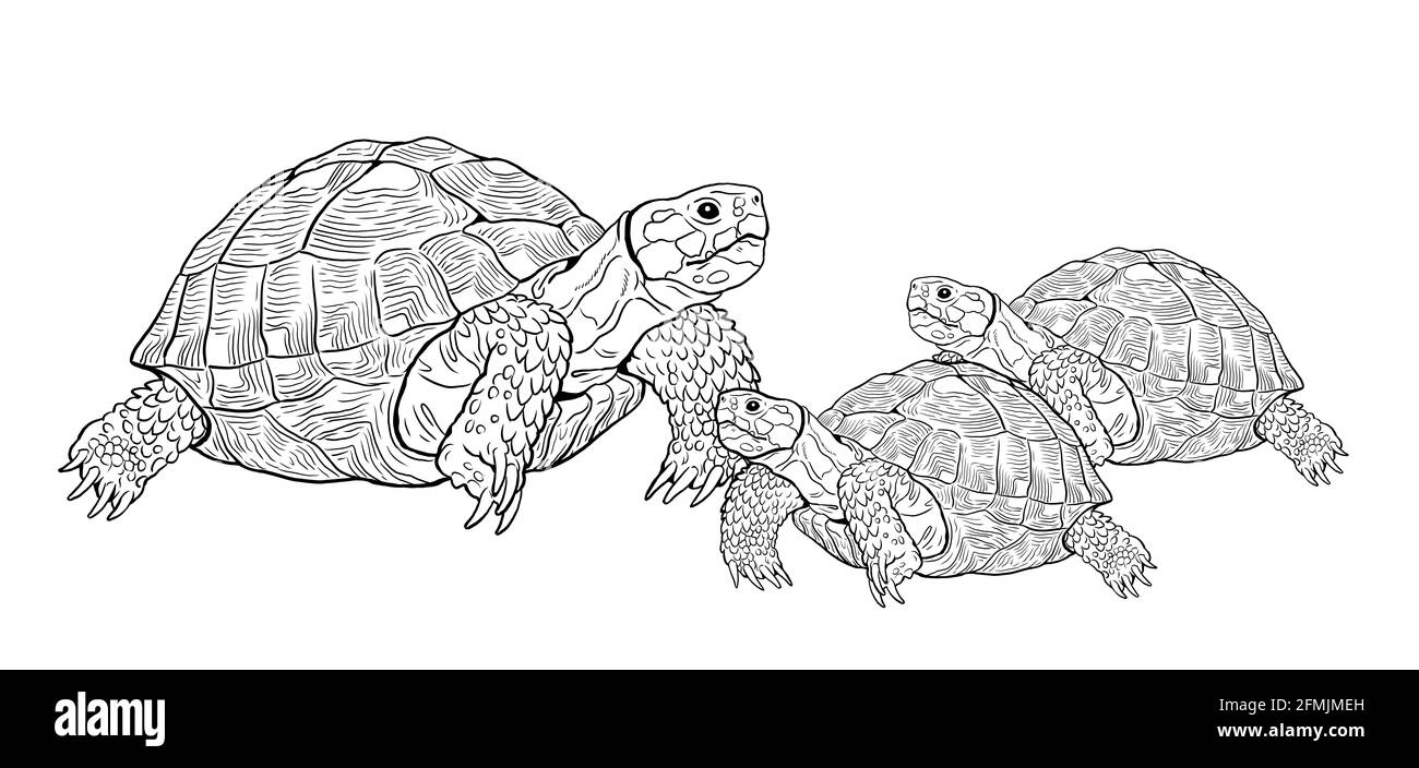 faire atterrir la tortue avec les bebes reptiles dans nature dessin numerique modele de coloriage pour enfants photo stock alamy site sonique