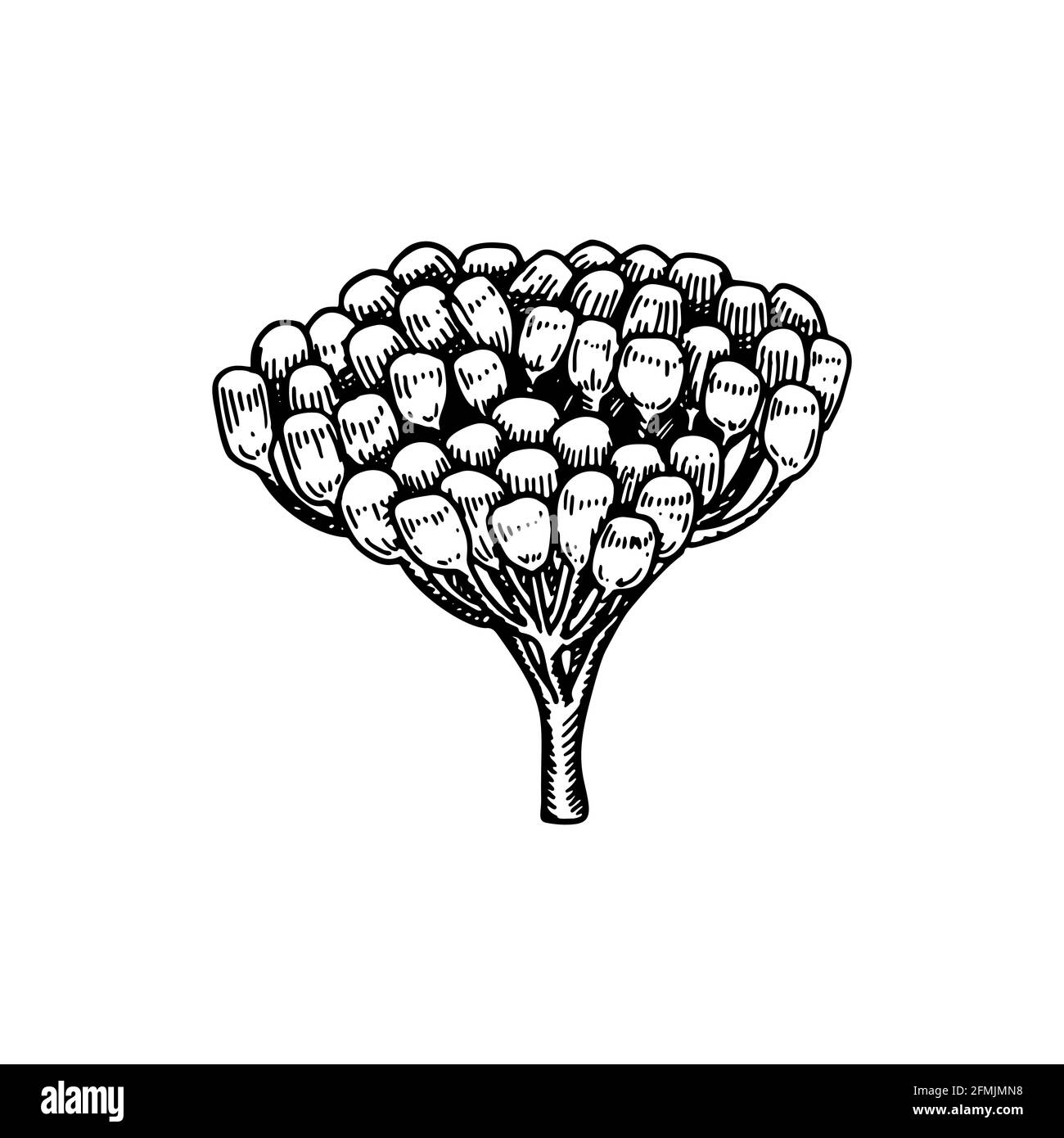 Bouquet de baies dessinées à la main isolées sur blanc. Illustration vectorielle dans le style d'esquisse Illustration de Vecteur