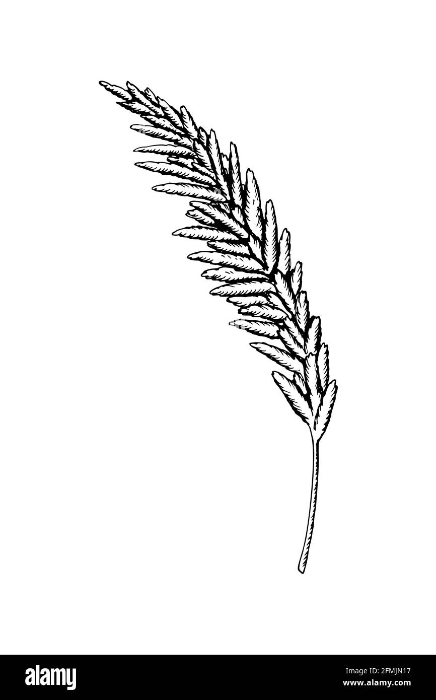 Herbe de pampas dessinée à la main isolée sur fond blanc. Illustration vectorielle dans le style d'esquisse Illustration de Vecteur