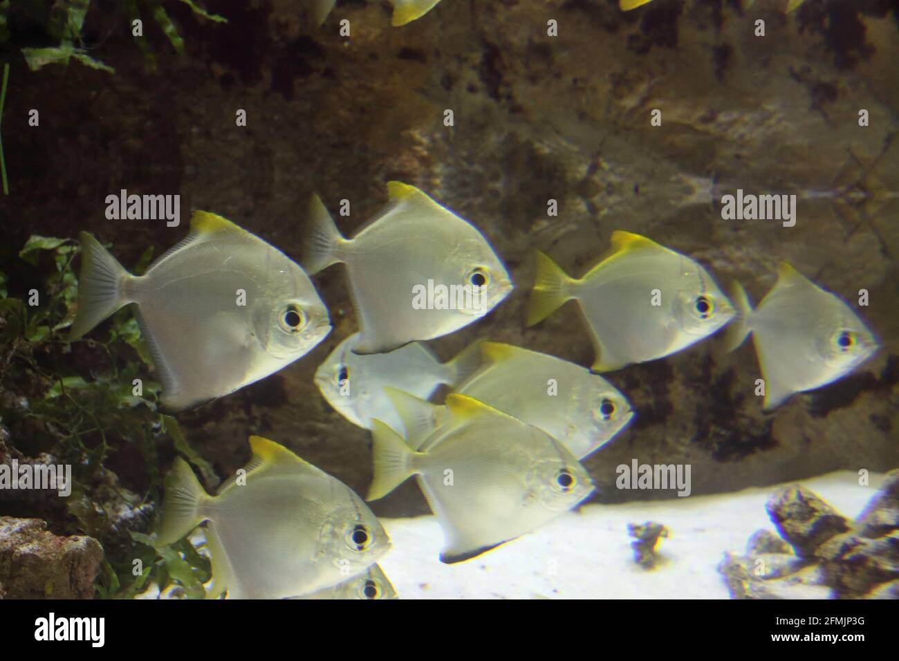 wildlife concept - poissons argentés dans l'aquarium Banque D'Images