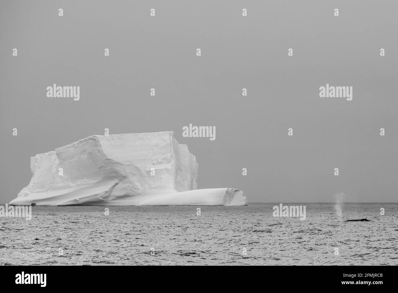 Territoire britannique d'outre-mer, îles Sandwich du Sud. Baleines à bosse et iceberg près de l'île de Bristol. Banque D'Images