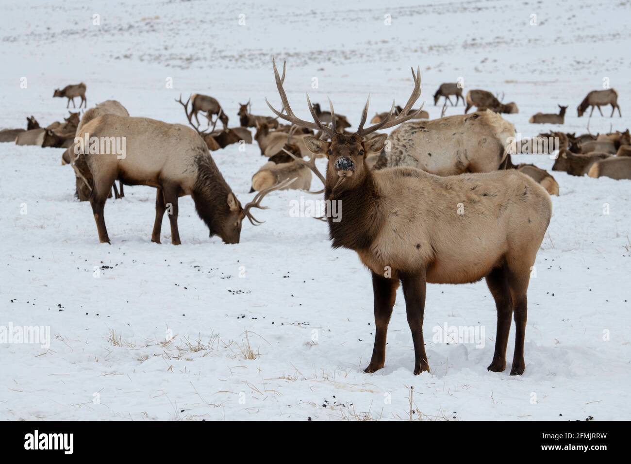 États-Unis, Wyoming, parc national de Tetons, refuge national des wapitis. Grand élan de taureau avec troupeau en hiver. Banque D'Images