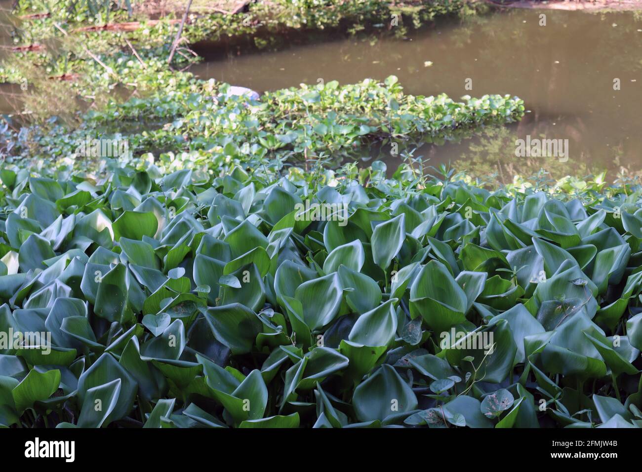 Fleur de jacinthe d'eau commune sur le lac avec la feuille Banque D'Images