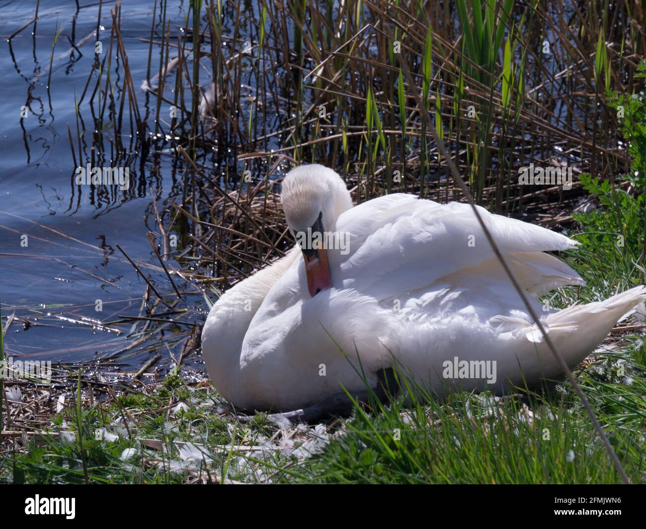 Préening Mute Swan assis sur les œufs Newport Wetlands nature Reserve Nash Gsent, pays de Galles du Sud, Royaume-Uni Banque D'Images
