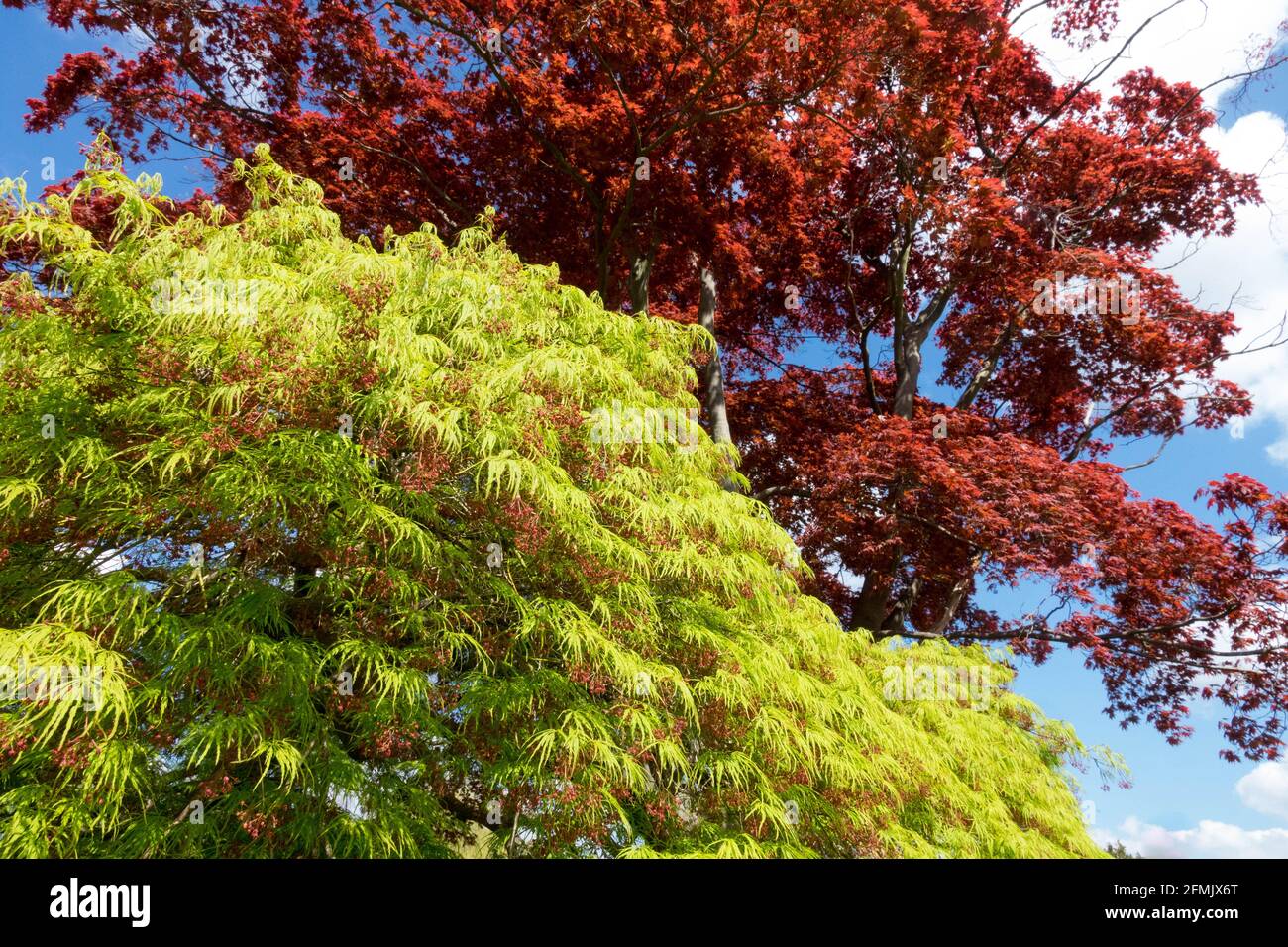 Acer palmatum 'Dissectum viridis' pleurer érable japonais Vert vif Rouge Acer palmatum cultivar 'Fireglow' érables poussant dans Garden Spring Banque D'Images