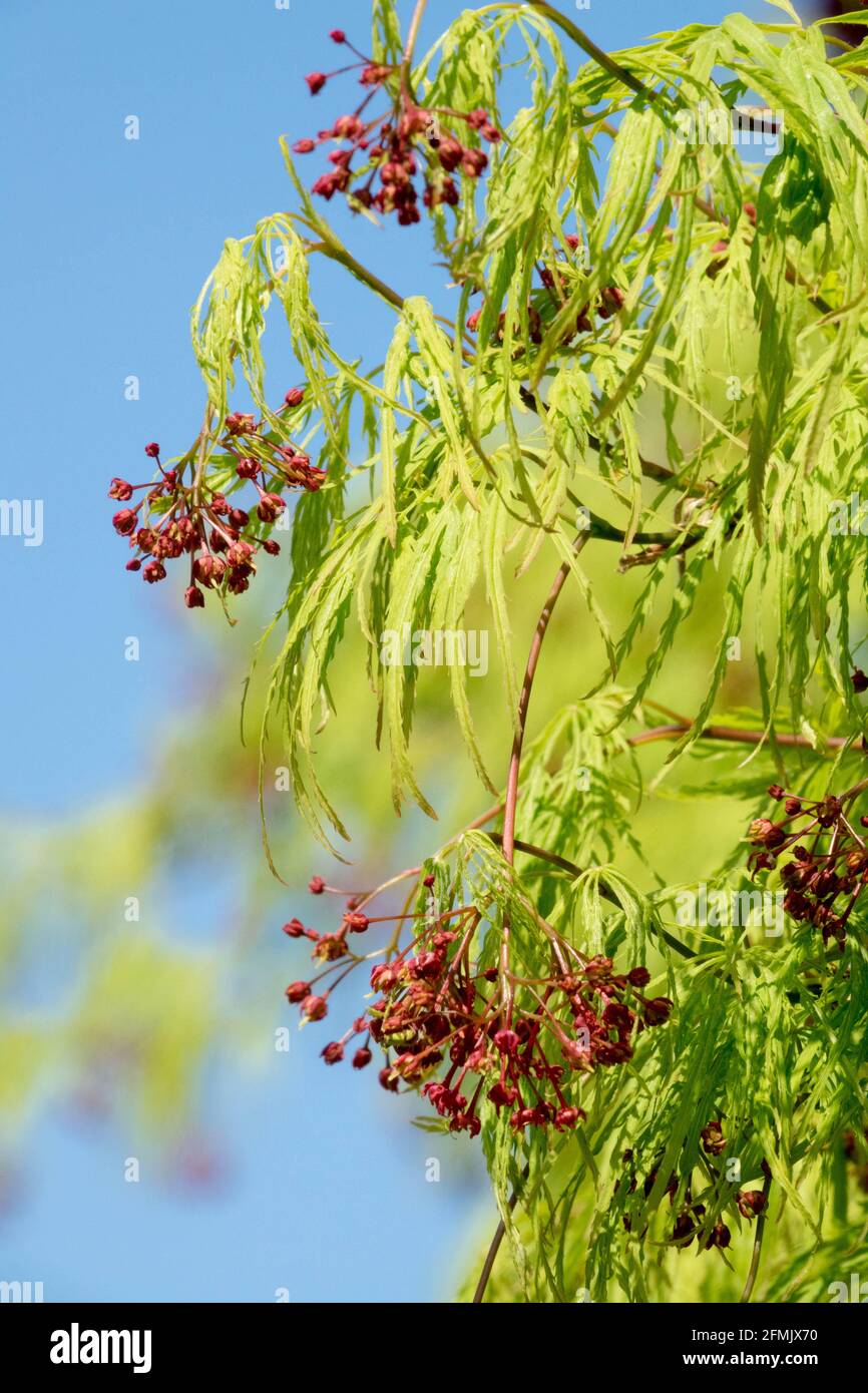 Acer palmatum Dissectum viridis, érable japonais avec un feuillage vert vif qui a un feuillage finement dentelé Banque D'Images