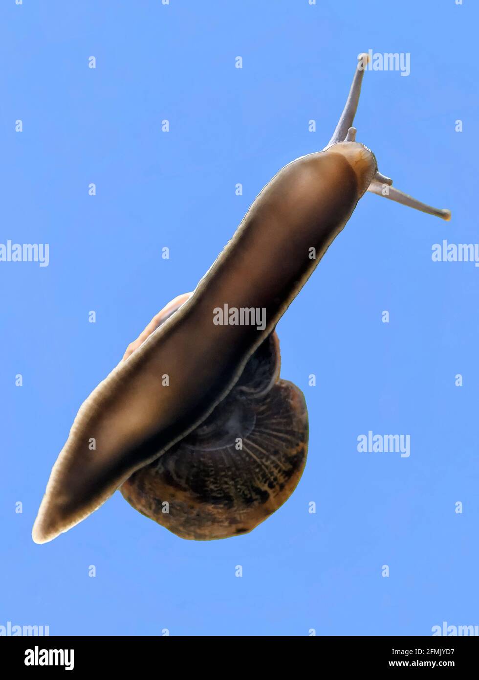 Un escargot de jardin (Cornu aspersum) vue du dessous contre un ciel bleu vif Banque D'Images