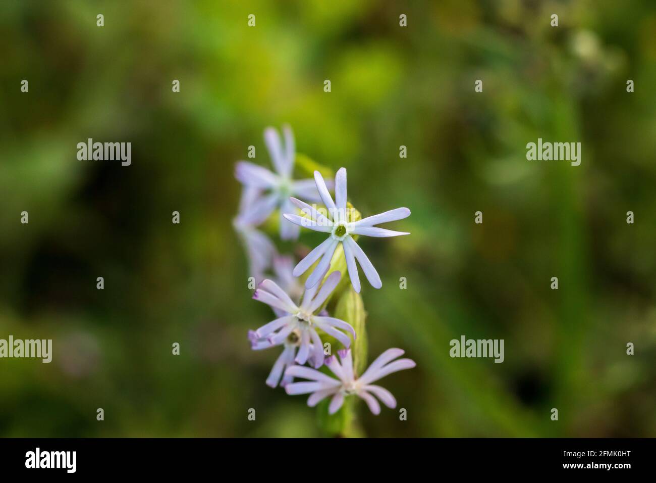 Silene nocturna, plante de mouche de nuit à fleurs Banque D'Images