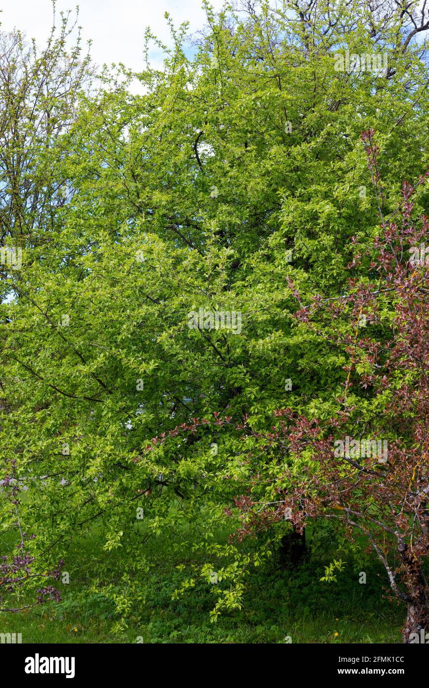 Arbre vert dans le parc avec des feuilles vertes prononcées à côté d'un arbre avec des feuilles rouges. Banque D'Images
