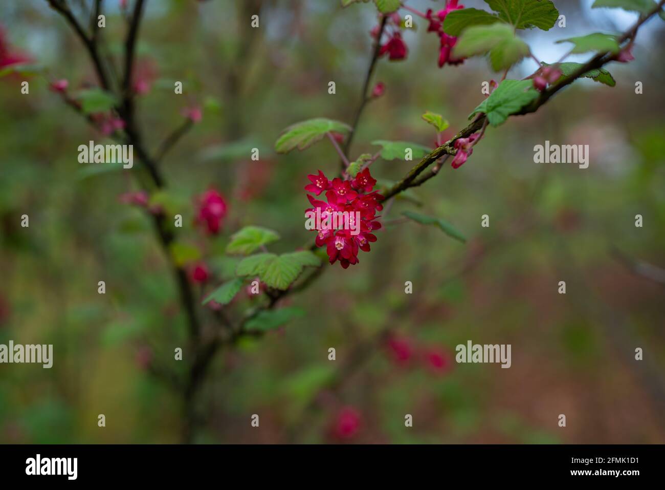 Ribes sanguineum.le cassis à fleurs, le cassis ou le cassis à fleurs rouges, est une espèce nord-américaine de plantes à fleurs de la famille des Grossula Banque D'Images