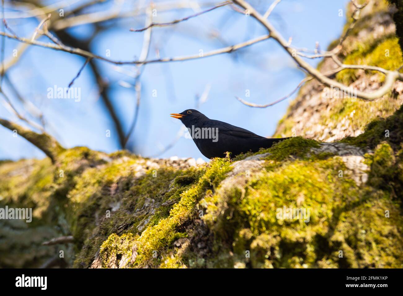 Le mâle commun blackbird (Turdus merula) sitiing sur la vieille branche brune. Le blackbird commun à la recherche de nourriture. Fond jaune et marron. Banque D'Images