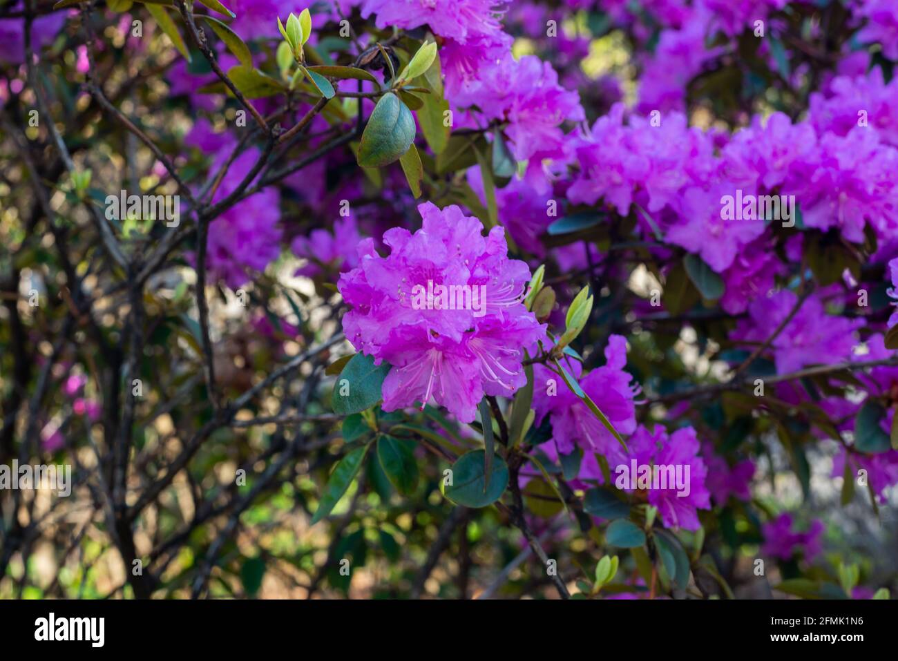 Rhododendron hybrida 'Peter John Mezitt' fleurit au printemps. Banque D'Images