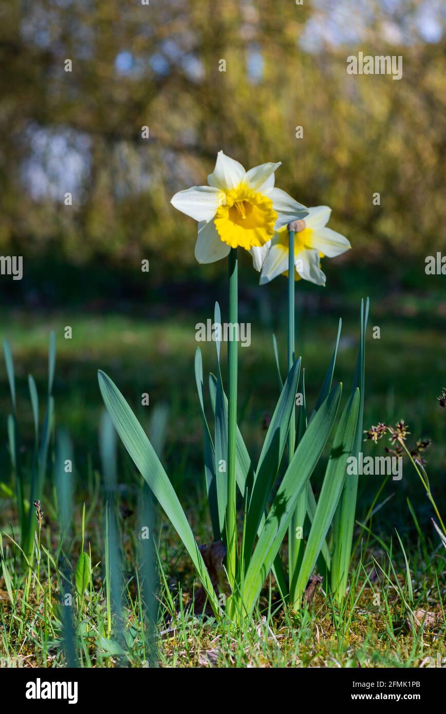 Narcisse blanche avec une fleur de coeur jaune dans le jardin en avril. Un  grand champ de narcisse. Fleurs blanches et jaunes de printemps Photo Stock  - Alamy