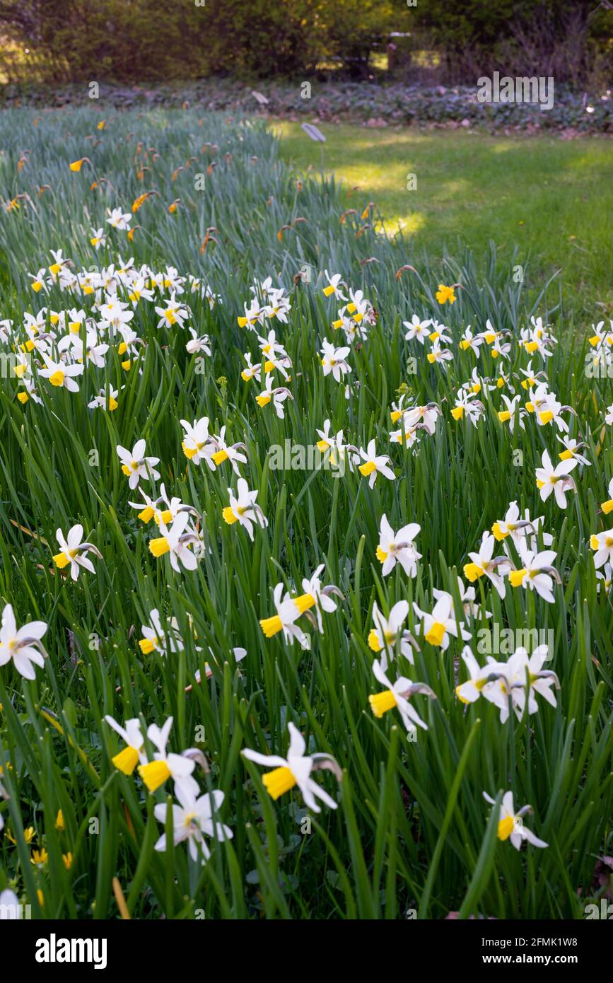 Narcisse blanche avec une fleur de coeur jaune dans le jardin en avril. Un  grand champ de narcisse. Fleurs blanches et jaunes de printemps Photo Stock  - Alamy