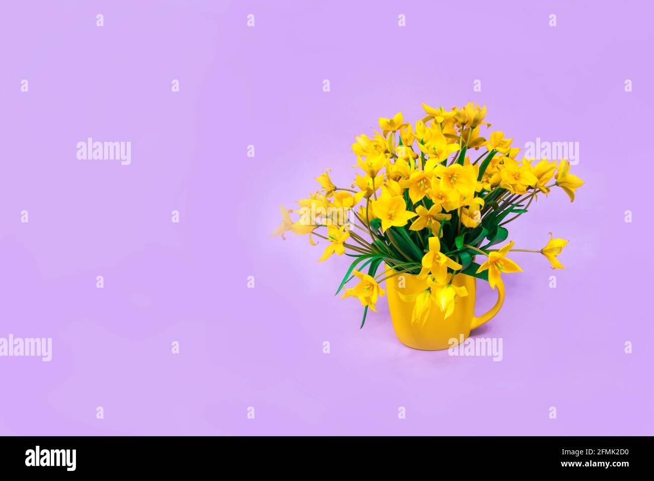 Tulipes de forêt jaune dans une tasse jaune sur fond violet. La base de la carte postale. Fête des mères, 8 mars. Place pour une inscription. Banque D'Images