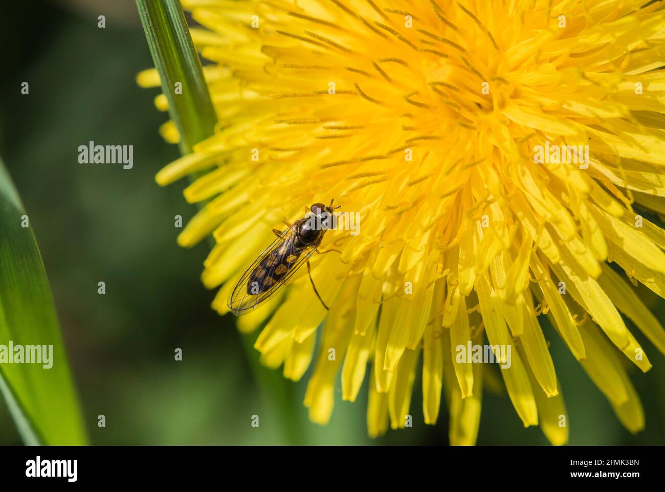 Hoverfly Melanostoma scalaare sur une fleur de pissenlit Banque D'Images