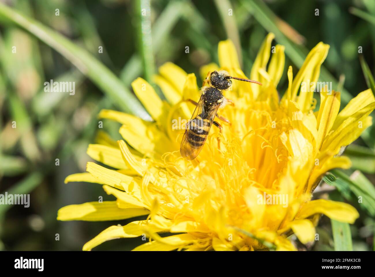 Gooden's Nomad (abeille Nomada goodeniana) Banque D'Images