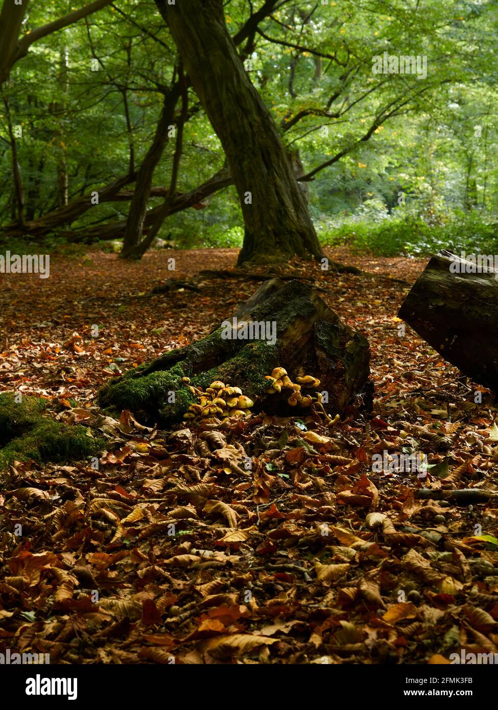 Un vieux arbre mythique, ronflé, vu depuis le sol de la forêt, dans une parcelle de forêt urbaine parsemée de litière de feuilles automnales. Banque D'Images