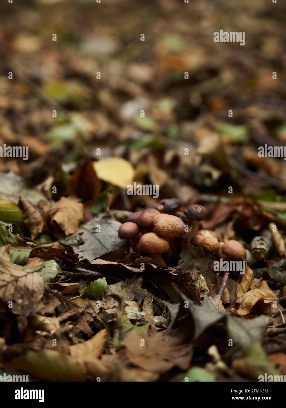 Un groupe de champignons de Birch Knight émergent d'un fond forestier parsemé de litière de feuilles automnales dans une zone de forêt urbaine. Banque D'Images