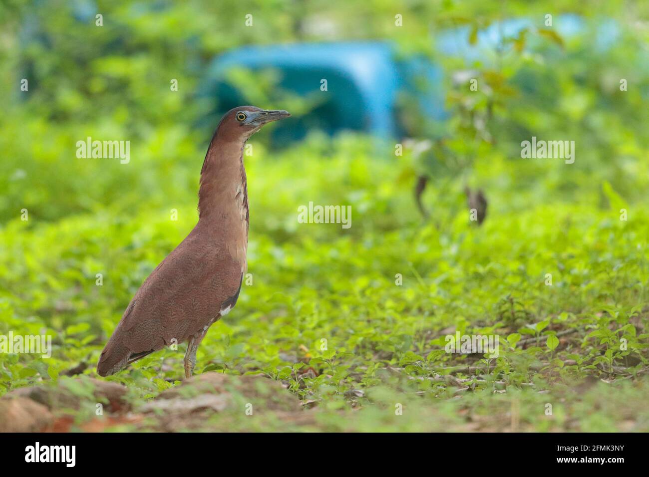 Héron de nuit malayan (Gorsachius melanolophus), portrait d'un oiseau adulte debout en glade, New Territories, Hong Kong, Chine 8th mai 2021 Banque D'Images