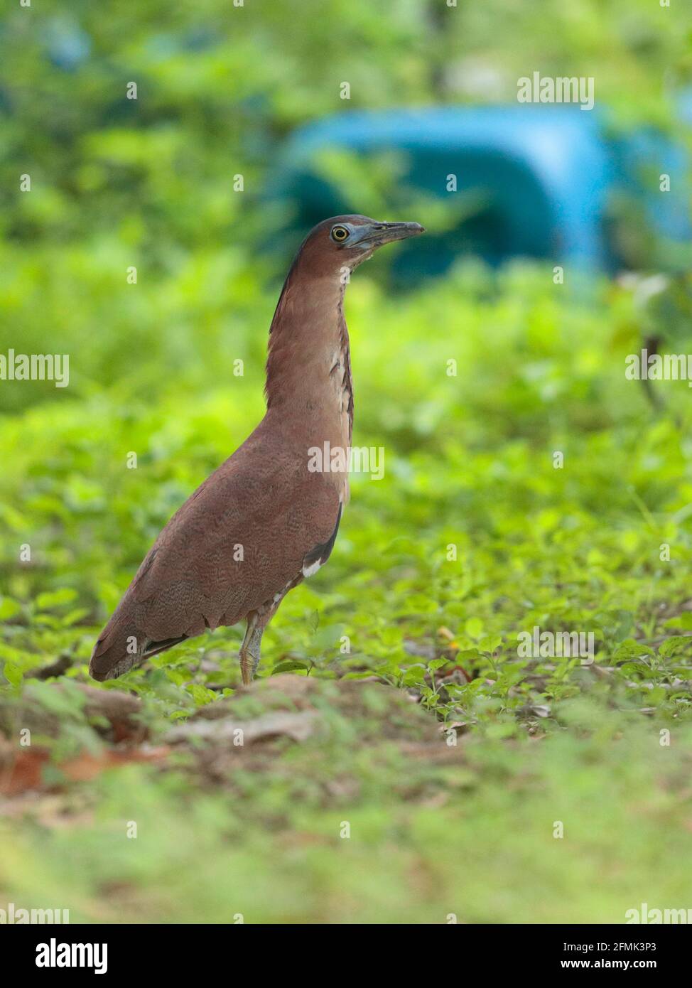 Héron de nuit malayan (Gorsachius melanolophus), portrait d'un oiseau adulte debout en glade, New Territories, Hong Kong, Chine 8th mai 2021 Banque D'Images