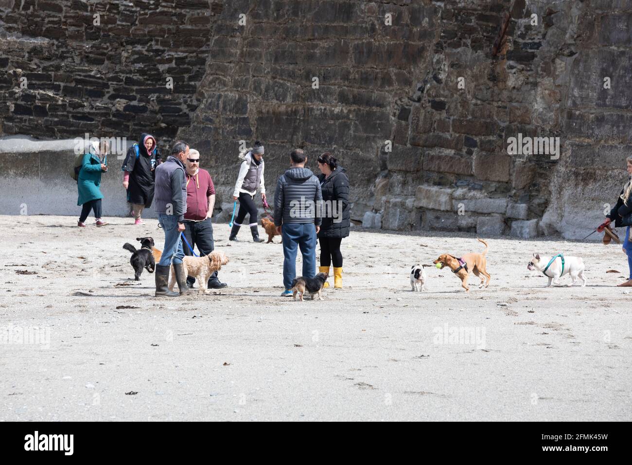 Portreath,Cornwall, 10 mai 2021, les gens qui prennent leurs chiens pour leur exercice quotidien sur la plage à marée basse à Portreath, Cornwall. Malgré le soleil, il y avait des vents violents de 43 km/h avec une température de 12C.Credit: Keith Larby/Alay Live News Banque D'Images