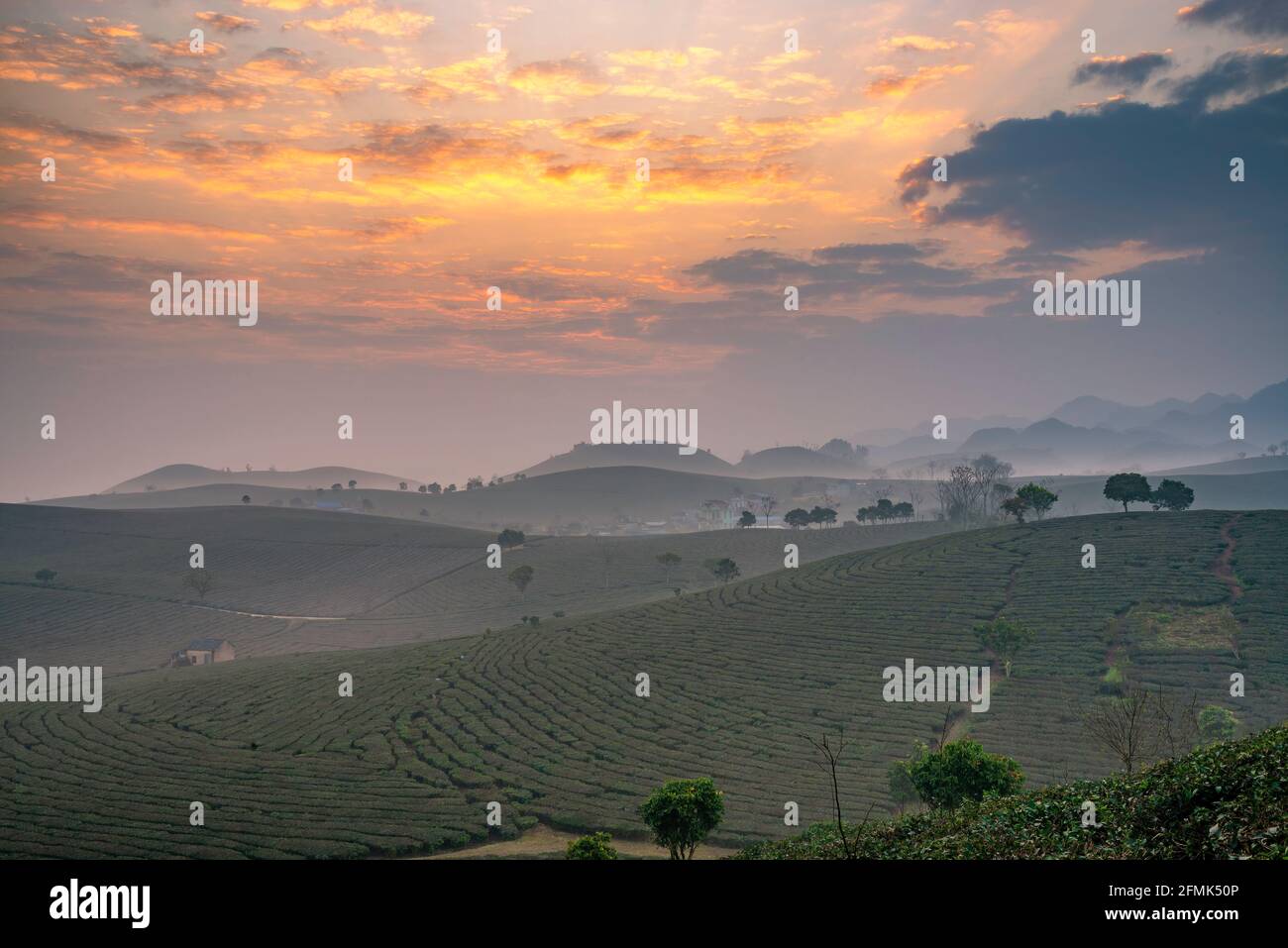 Lever du soleil sur la colline du thé MOC Chau, village MOC Chau, province de son la, Vietnam Banque D'Images