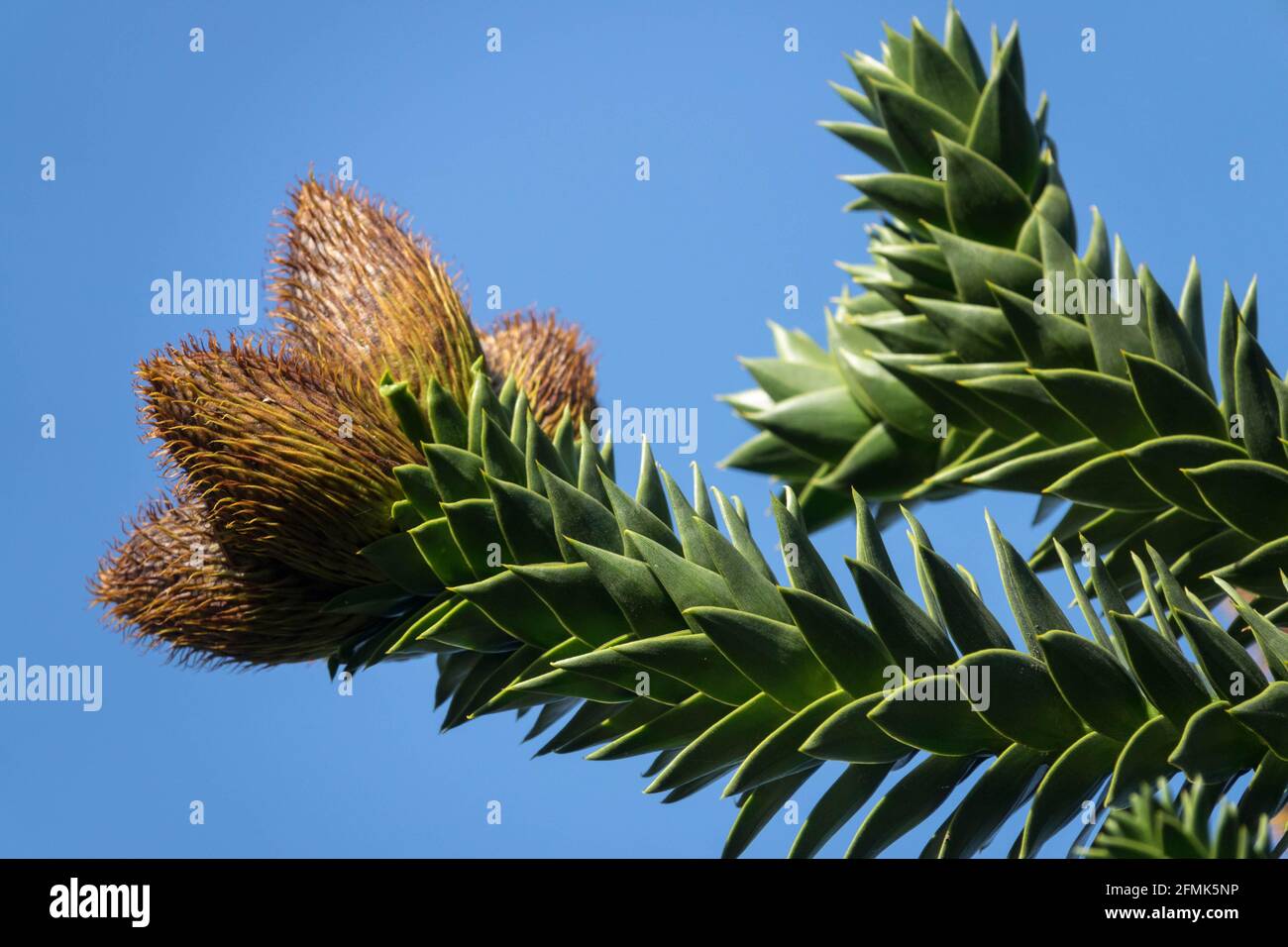 Singe Puzzle arbre cônes gros plan bouton Banque D'Images