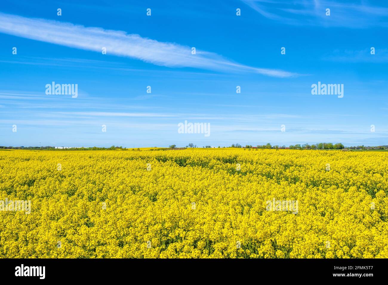 Magnifique champ de colza à fleurs jaunes avec un ciel bleu Banque D'Images